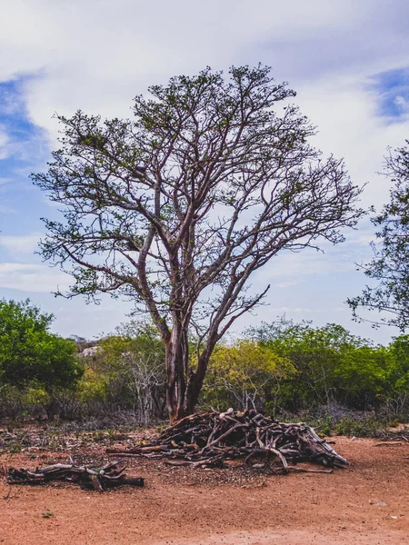 ブラジルのセルタオ州の農村地域は 植生のバイオームとしてのカテーティングを持っています 半乾燥した熱帯気候はブラジル北東部の内陸部の典型である — ストック写真