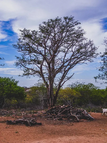 在巴西的农村地区 丝瓜是一种植被生物群 半干旱热带气候是巴西东北部内陆的典型气候 — 图库照片
