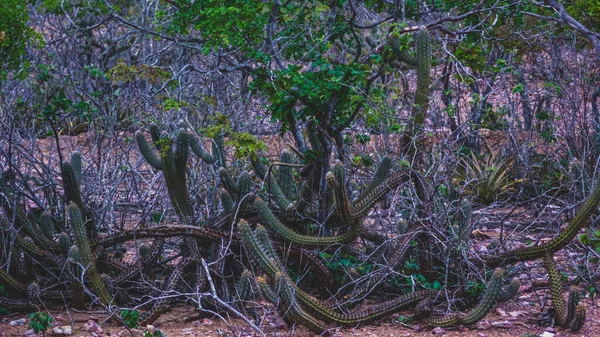 Region Wiejski Sertao Brazylii Katinga Jako Biom Roślinności Półpustynny Klimat — Zdjęcie stockowe