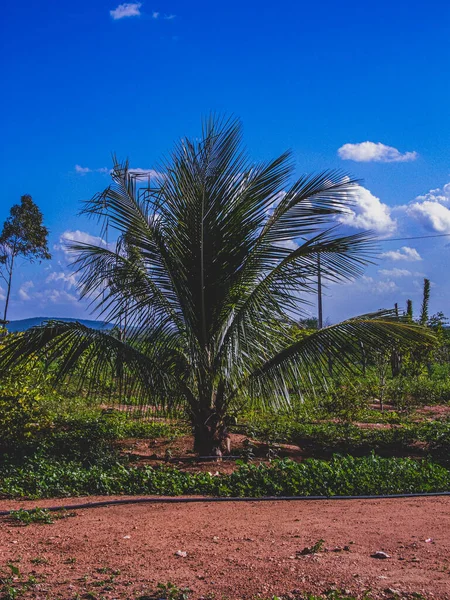 Região Rural Sertao Brasil Tem Caatinga Como Bioma Vegetal Clima — Fotografia de Stock