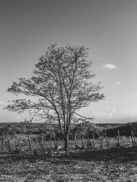ブラジルのセルタオ州の農村地域は 植生のバイオームとしてのカテーティングを持っています 半乾燥した熱帯気候はブラジル北東部の内陸部の典型である — ストック写真