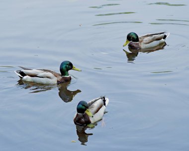 Sıcak bir yaz gününde gölde üç yakışıklı Drake yüzüyor.