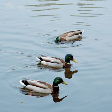Sıcak bir yaz gününde gölde üç yakışıklı Drake yüzüyor.
