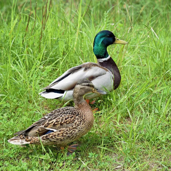 Couple Ducks resting in the grass on a sunny summer day