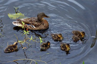 Şehir göletinin su yüzeyindeki vahşi ördek ailesi.