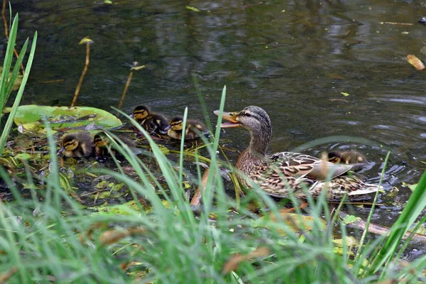 都市の池の水面にいる野生のアヒルの家族 — ストック写真