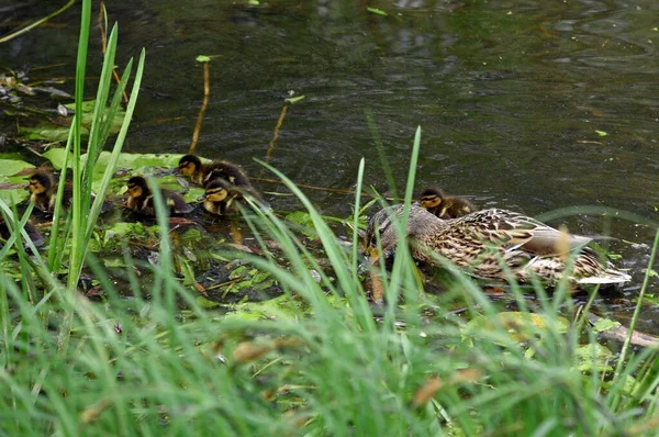 Wildenten-Familie auf der Wasseroberfläche des Stadtweihers — Stockfoto
