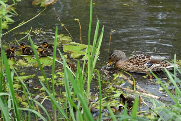 Familia de patos salvajes en la superficie del agua del estanque de la ciudad —  Fotos de Stock