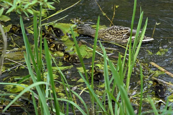 Famille de canards sauvages sur la surface de l'eau de l'étang de la ville — Photo