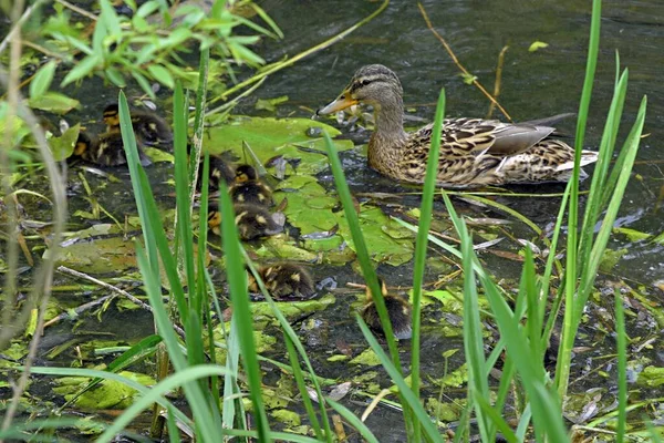 Familia de patos salvajes en la superficie del agua del estanque de la ciudad —  Fotos de Stock