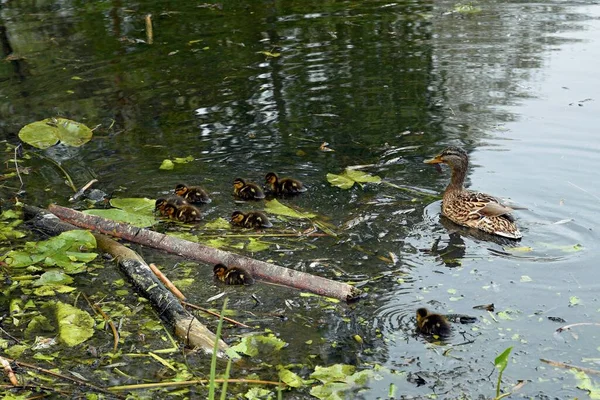 Οικογένεια άγριων παπιών στην επιφάνεια του νερού της λίμνης της πόλης — Φωτογραφία Αρχείου