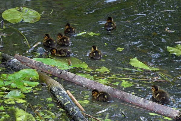 Familia de patos salvajes en la superficie del agua del estanque de la ciudad — Foto de Stock