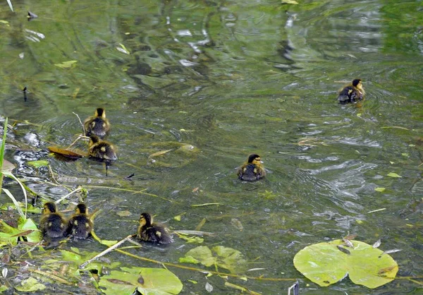 Famille de canards sauvages sur la surface de l'eau de l'étang de la ville — Photo