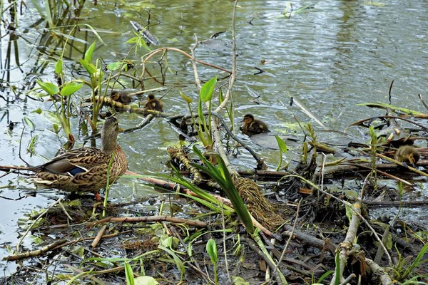 Famille de canards sauvages sur la surface de l'eau de l'étang de la ville — Photo