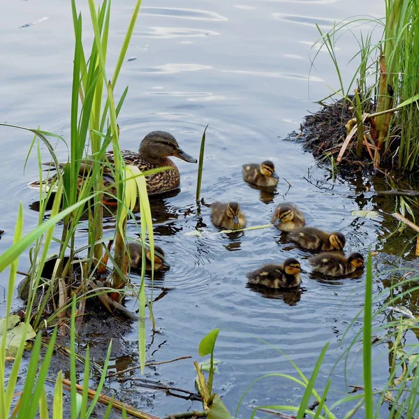 Familia de patos salvajes en la superficie del agua del estanque de la ciudad —  Fotos de Stock