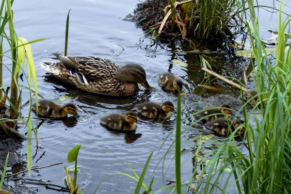 Familia de patos salvajes en la superficie del agua del estanque de la ciudad — Foto de Stock