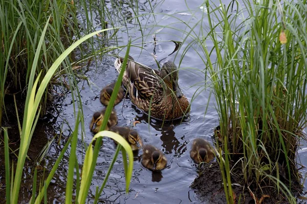 Famille de canards sauvages sur la surface de l'eau de l'étang de la ville — Photo