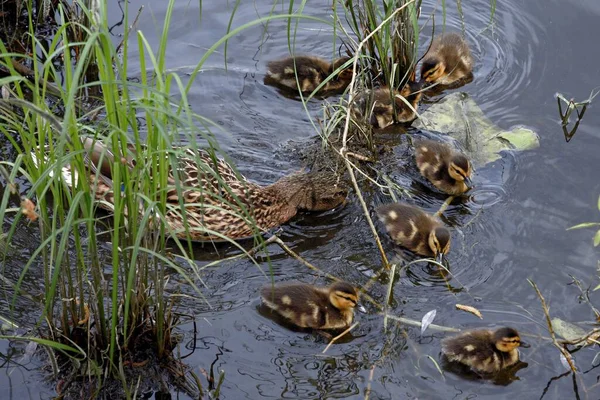 Rodzina dzikich kaczek na powierzchni wody stawu miejskiego — Zdjęcie stockowe