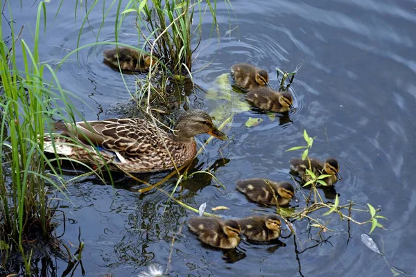 Familia de patos salvajes en la superficie del agua del estanque de la ciudad — Foto de Stock