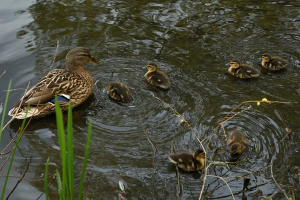 Familia de patos salvajes en la superficie del agua del estanque de la ciudad —  Fotos de Stock