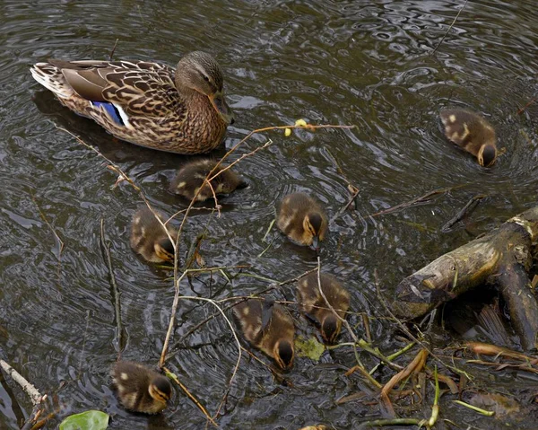 Familia de patos salvajes en la superficie del agua del estanque de la ciudad —  Fotos de Stock