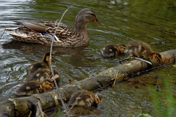 Família de patos selvagens na superfície da água da lagoa da cidade — Fotografia de Stock