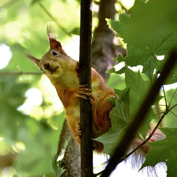 Fluffy red squirrel on a tree in a park — Stock Photo, Image