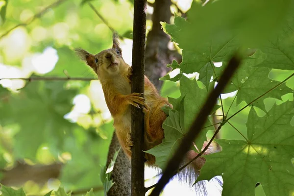 Fluffy red squirrel on a tree in a park — Stock Photo, Image