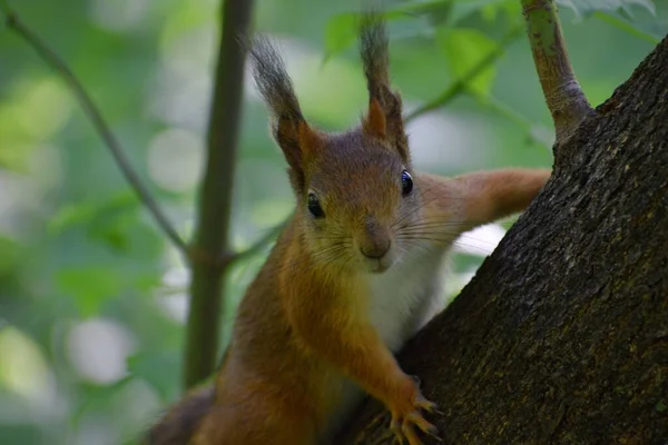 Écureuil roux moelleux sur un arbre dans un parc — Photo