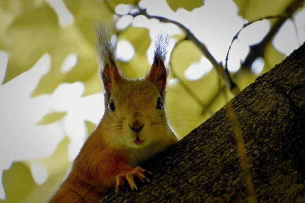 Écureuil roux moelleux sur un arbre dans un parc — Photo