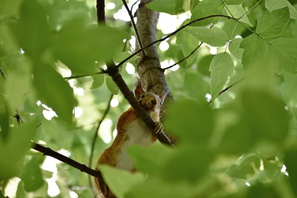 Parktaki ağaçtaki tüylü kırmızı sincap. — Stok fotoğraf