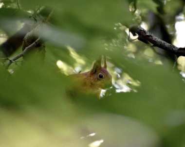 Parktaki ağaçtaki tüylü kırmızı sincap.