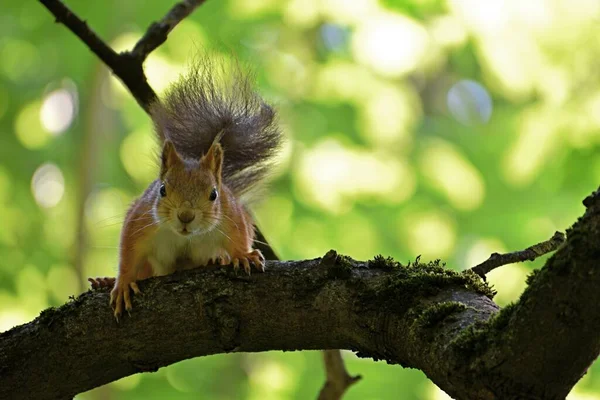 Parktaki ağaçtaki tüylü kırmızı sincap. — Stok fotoğraf