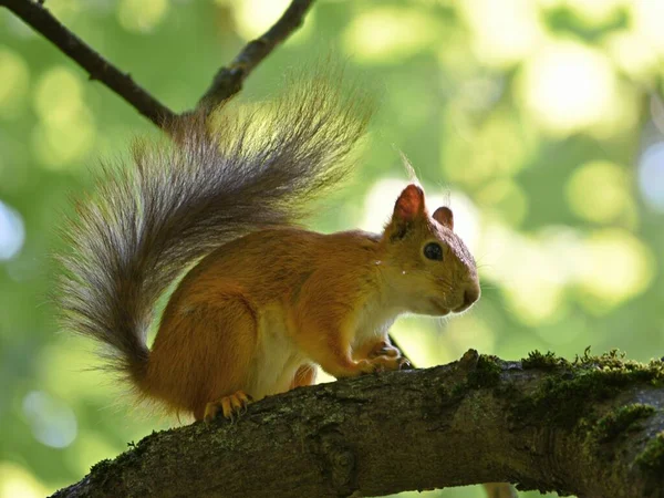 Fluffy red squirrel on a tree in a park — Stock Photo, Image