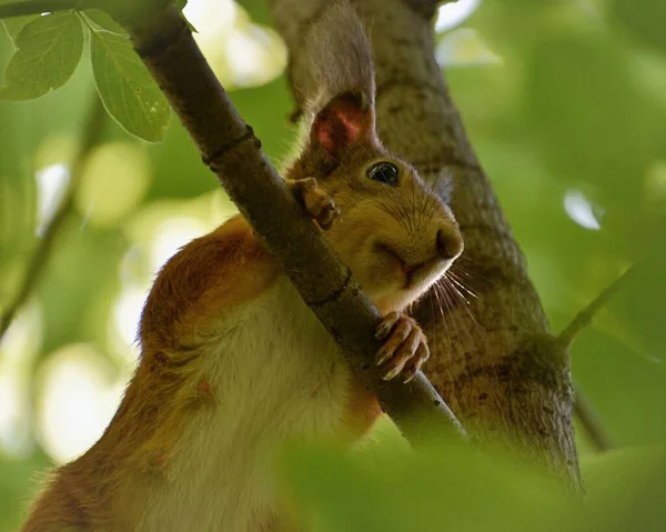 Parktaki ağaçtaki tüylü kırmızı sincap. — Stok fotoğraf