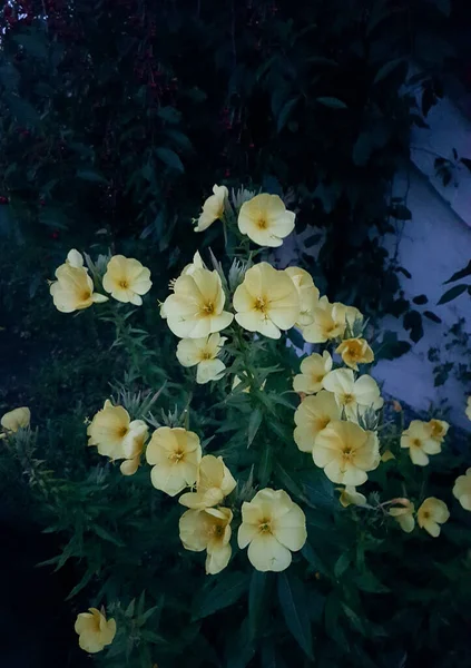 Akşam çiçeğinin gece açtığı fotoğraf. Kozmetik ve cilt bakımı için sarı çiçek 
