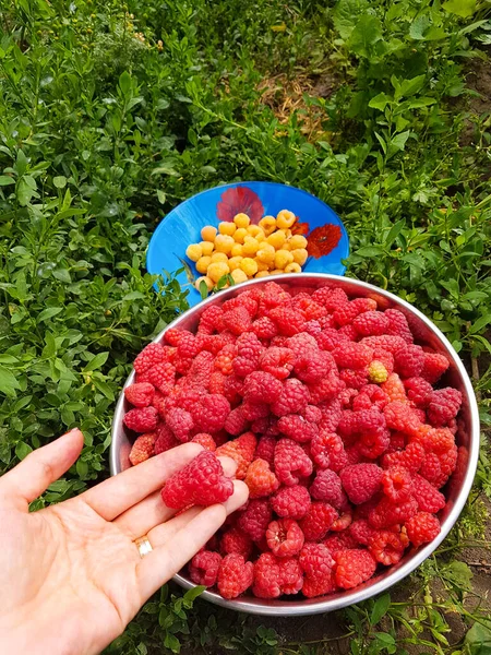 Крупный План Женской Руки Большой Миской Свежесобранной Малины — стоковое фото