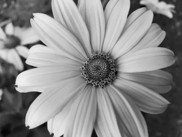 Close Grande Flor Camomila Com Fundo Borrado Edição Preto Branco — Fotografia de Stock