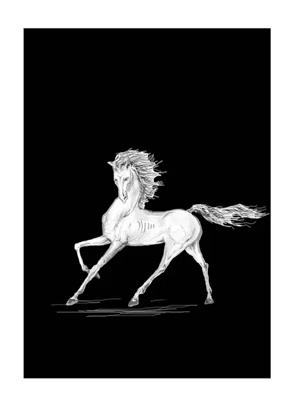 Piękny Koń Stoi Eleganckiej Pozie — Zdjęcie stockowe