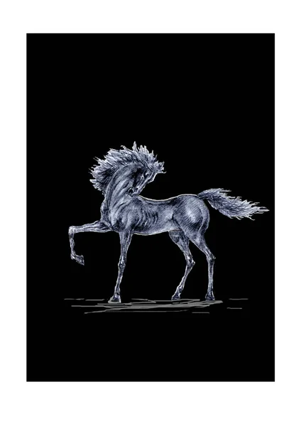 Vacker Häst Står Graciös Pose Royaltyfria Stockbilder