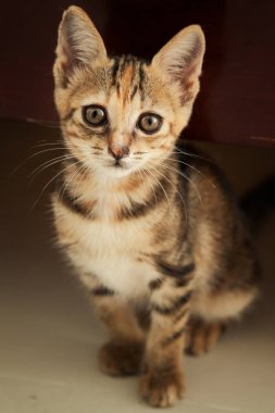 üzgün gözleri ile küçük kedicik