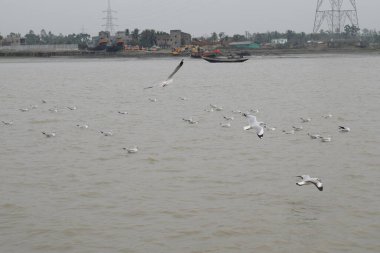 Martı kuşları Gangasagar 'da uçuyor.