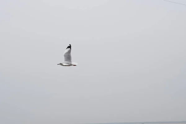 Pájaro Gaviota Volando Gangasagar — Foto de Stock