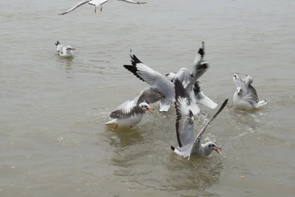 Aves Gaviotas Que Vuelan Gangasagar — Foto de Stock