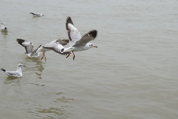 Oiseaux Mouette Volant Gangasagar — Photo