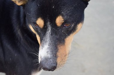 Yakından masum bir köpeğin yüzü.