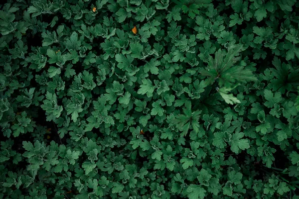 Närbild av gröna växter, natur naturlig bakgrund — Stockfoto