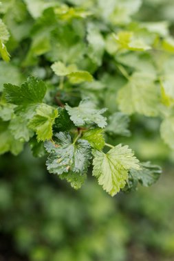 Kuş üzümünün ıslak yeşil yaprakları