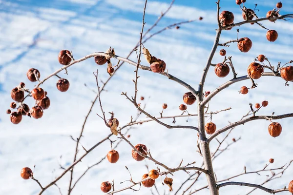 Apple Strom Bez Listí Plody Zimě Sezónní Přírodní Scéna — Stock fotografie