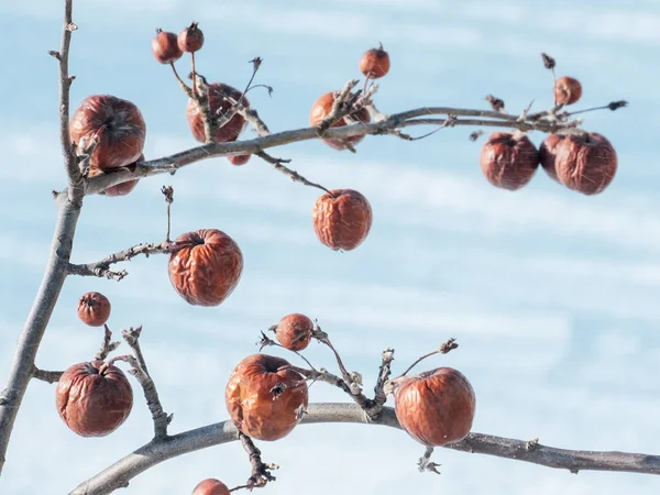 Manzano Sin Hojas Con Fruta Invierno Escena Natural Estacional —  Fotos de Stock